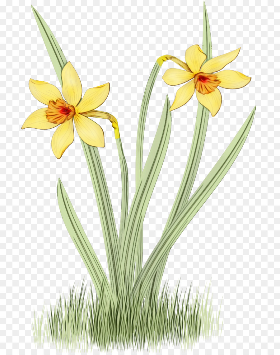 Narcisos，Amarelo PNG