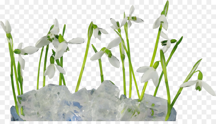 Snowdrop，Flor PNG