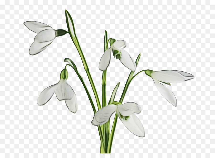 Flor，Galanthus PNG