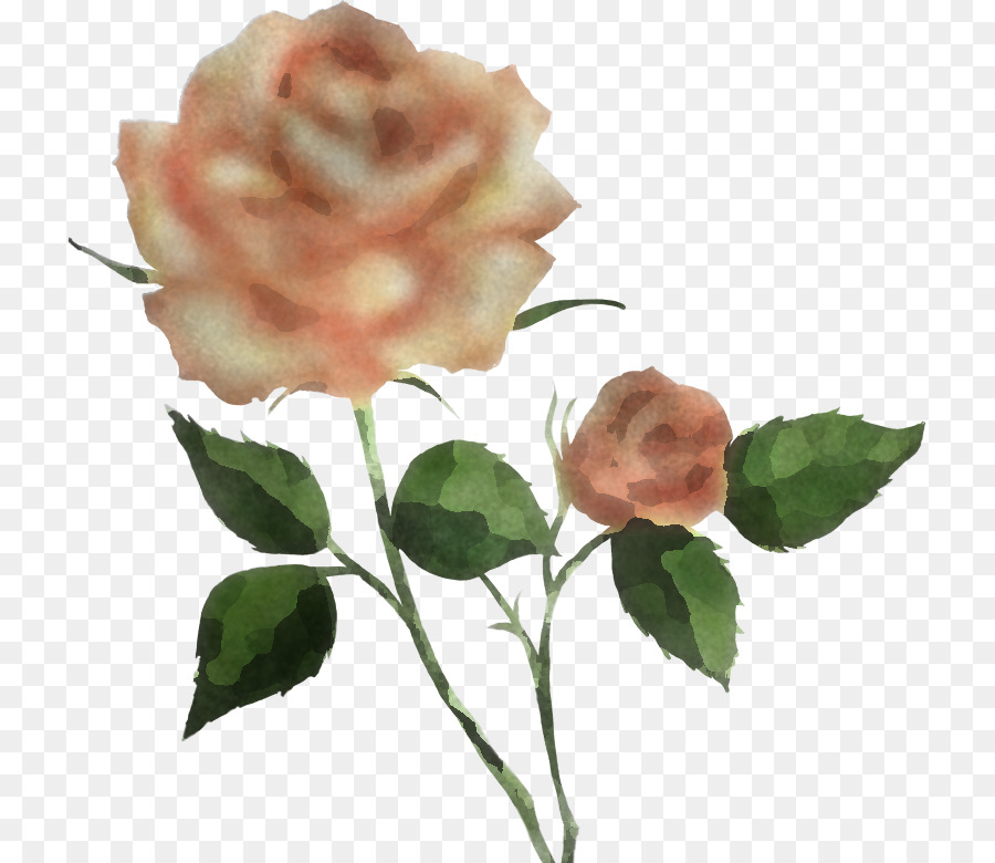 Rosas，Vermelho PNG