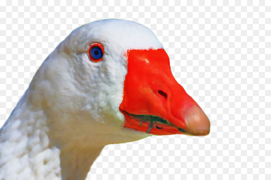 Bico，Aves PNG