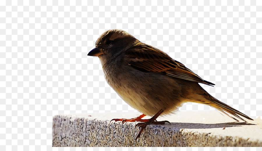 Aves，Bico PNG