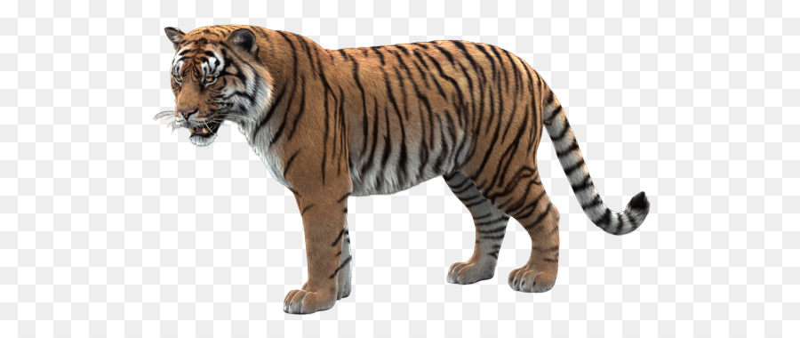 Tigre，Animais Selvagens PNG