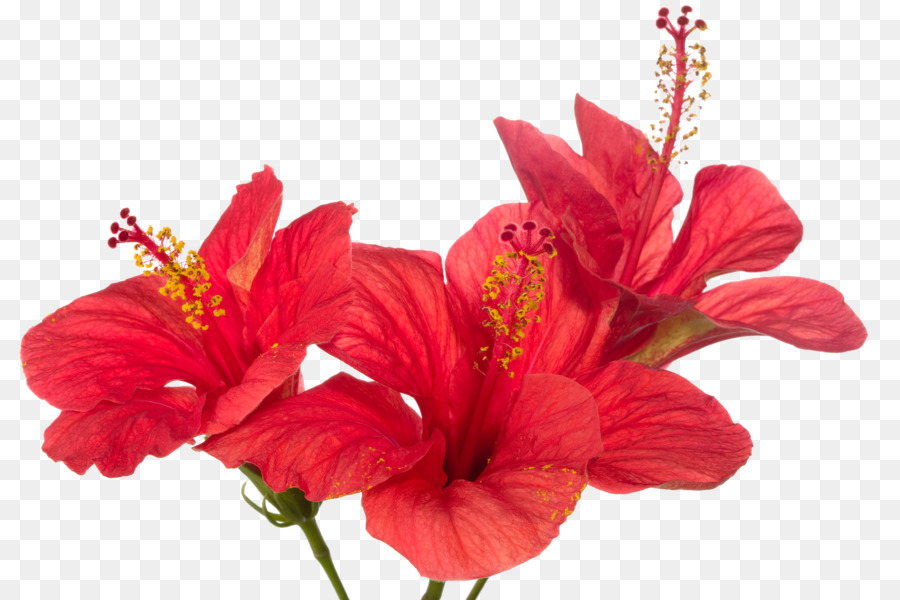 Flor，Plantar PNG