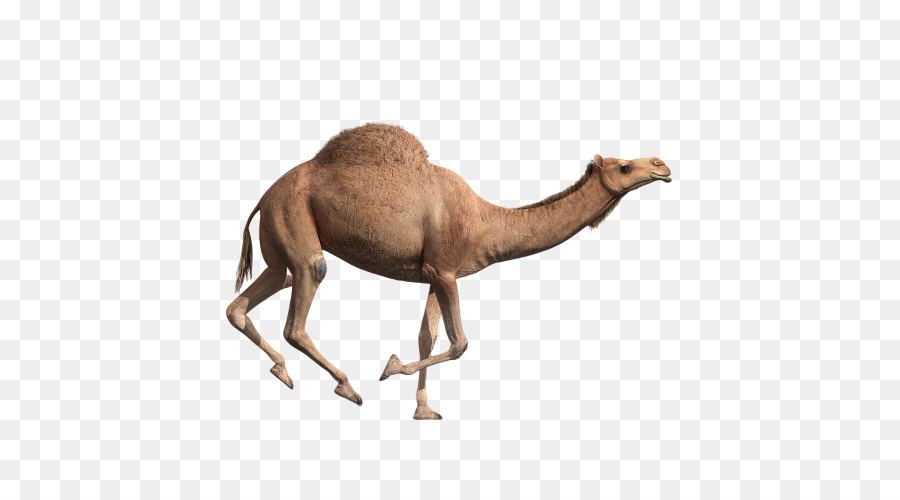 Camelo，Camelídeo PNG