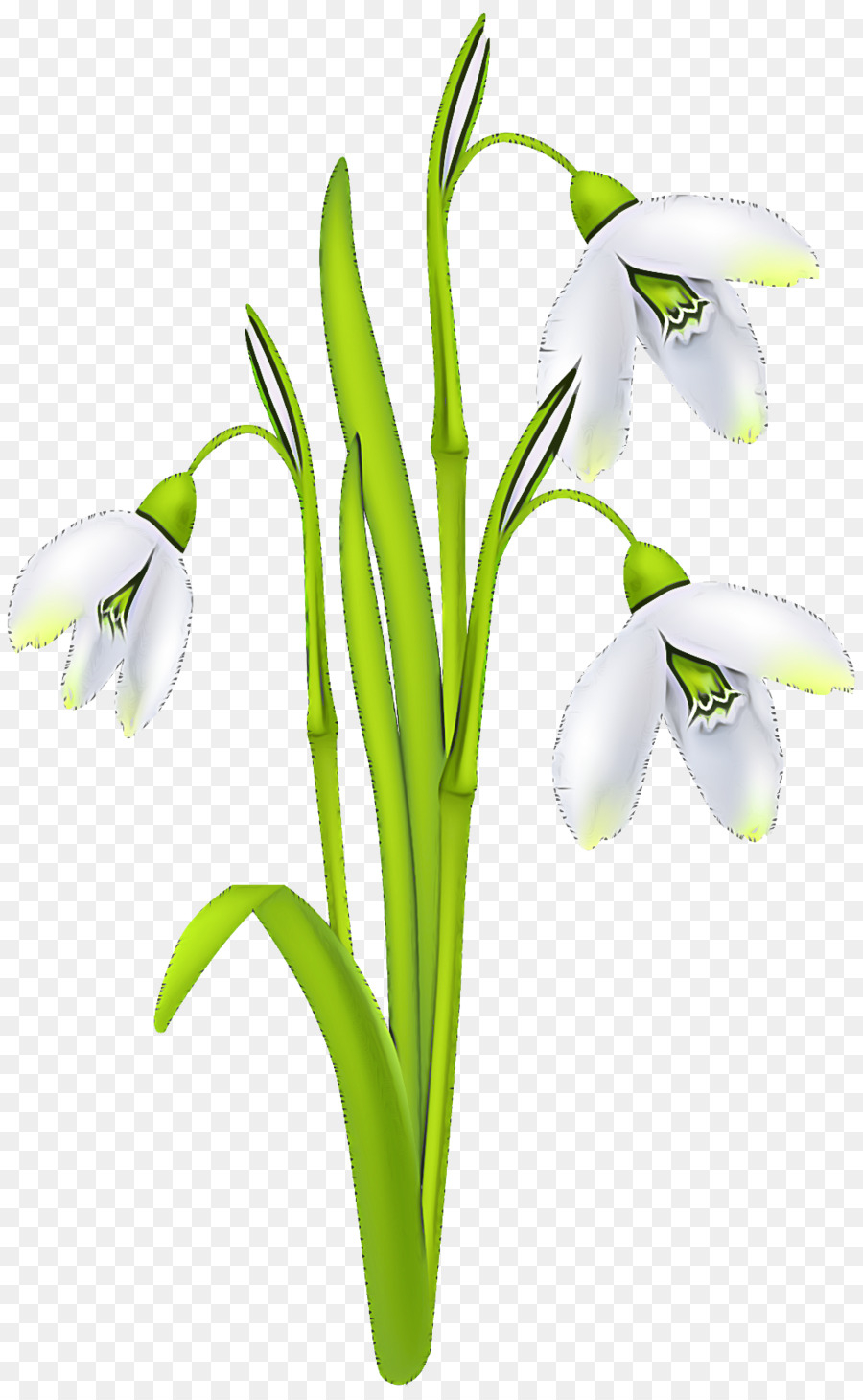 Flor，Galanthus PNG