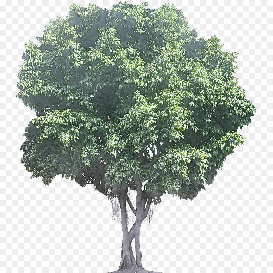 árvore，Planta PNG