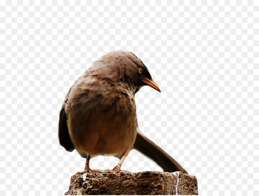 Aves，Bico PNG