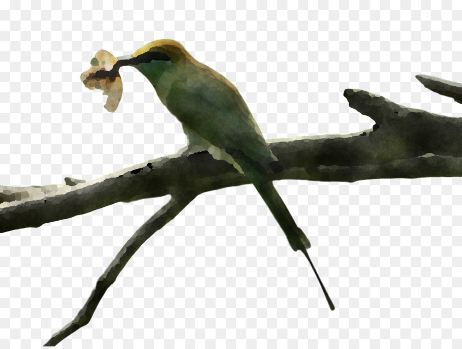 Aves，Bico PNG