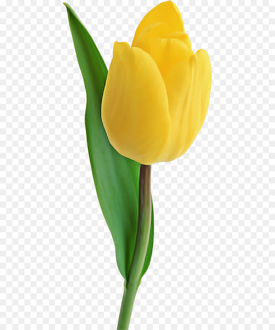 Tulipa Amarela，Florescer PNG