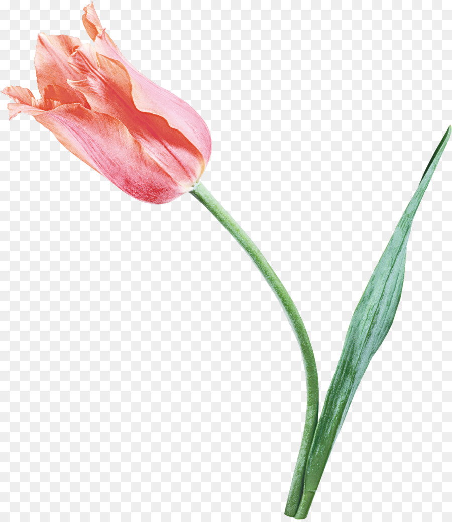 Flor，Tulip PNG