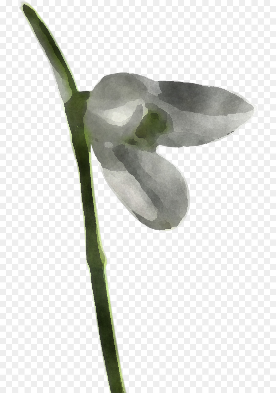 Flor，Snowdrop PNG