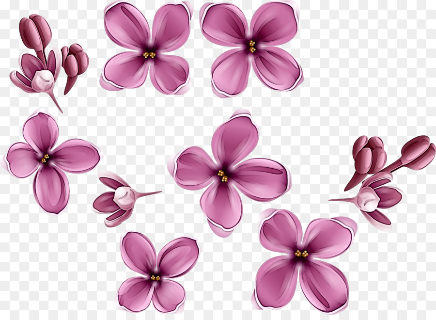 Flores，Florescer PNG