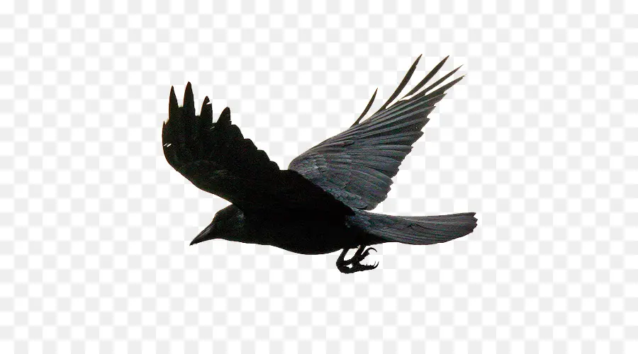 Aves，Raven PNG