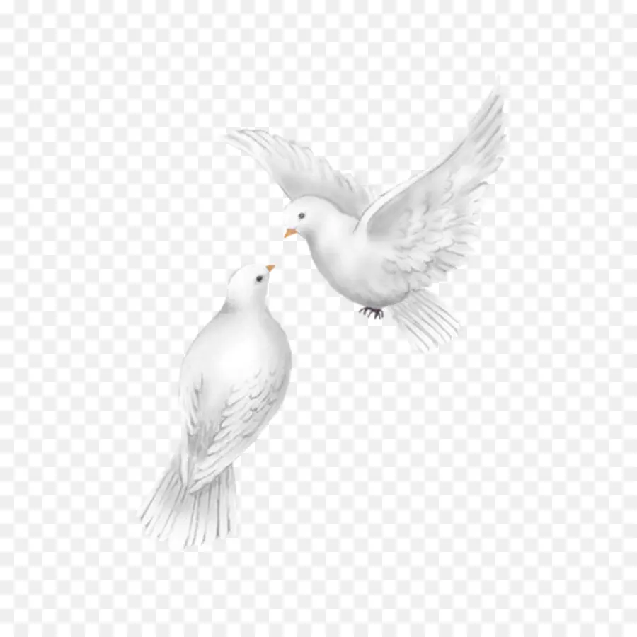 Branco，Aves PNG
