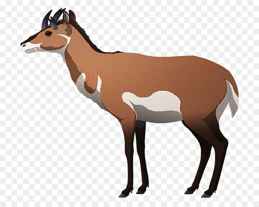 A Vida Selvagem，Antelope PNG