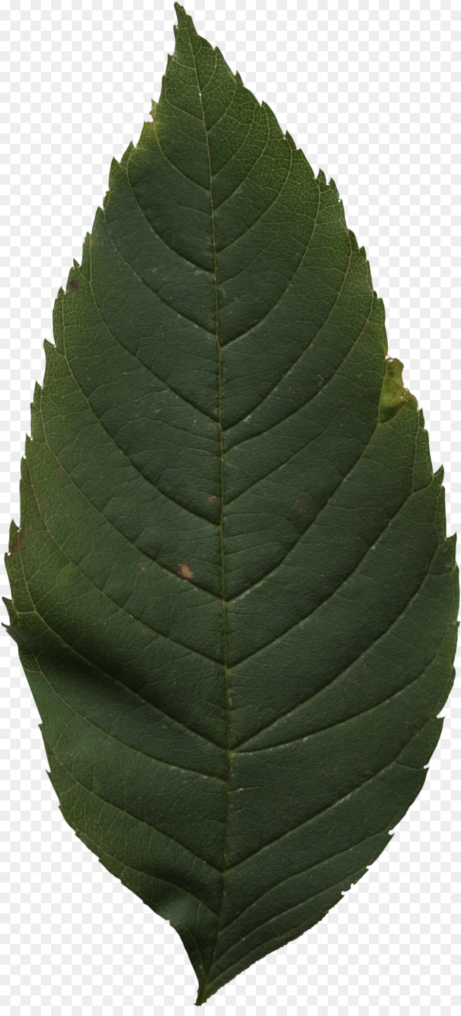 Folha，Planta PNG