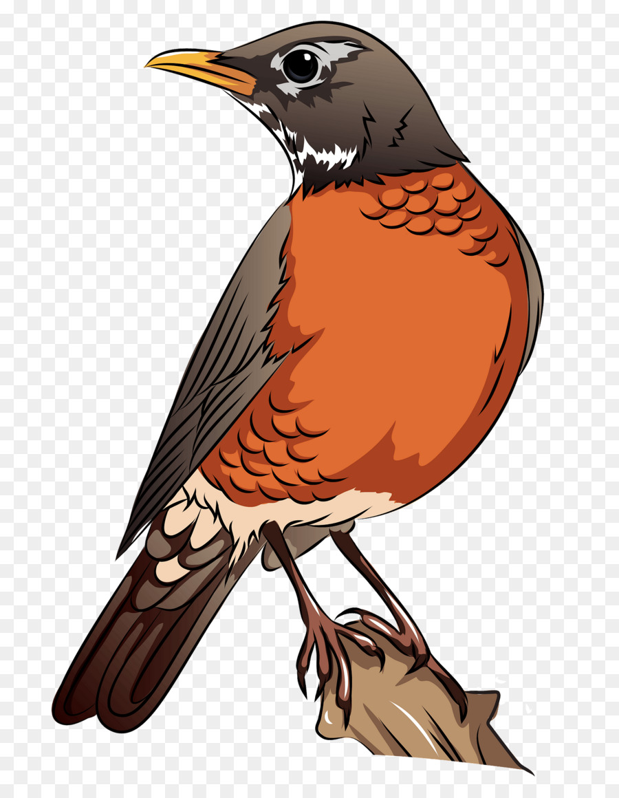 Aves，Bico PNG