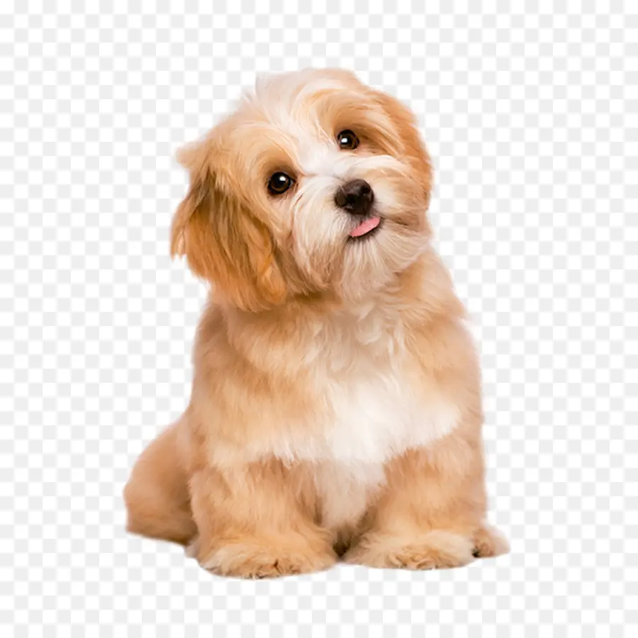 Cachorro，Filhote De Cachorro PNG