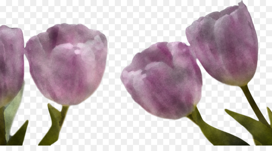 Tulipa，Plantar PNG