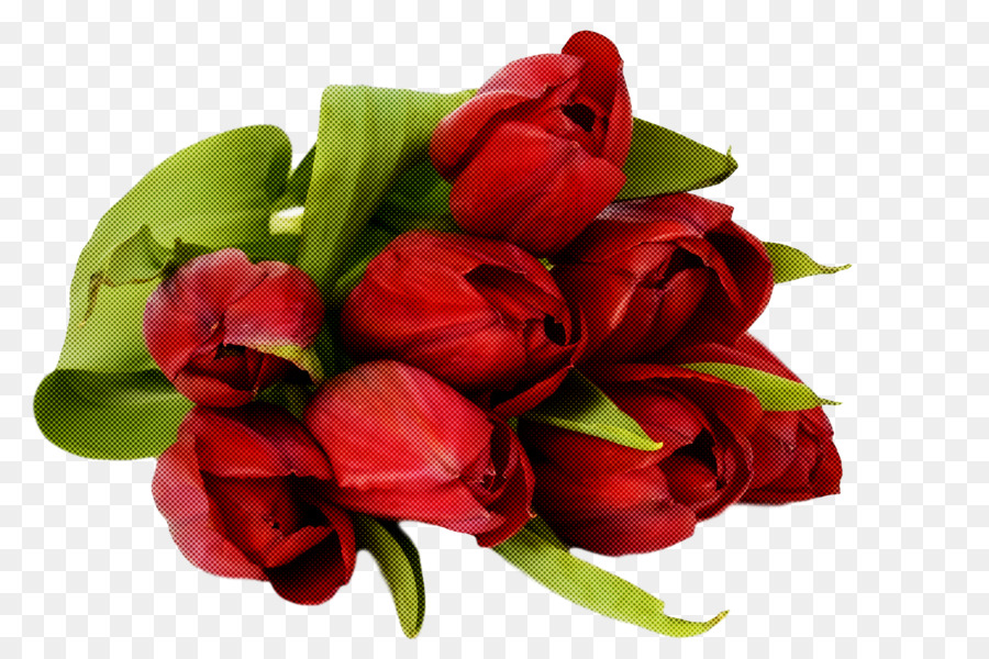 Tulipas，Vermelho PNG