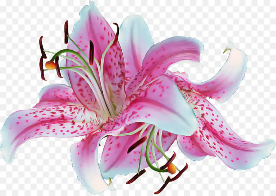 Lily，Flor PNG