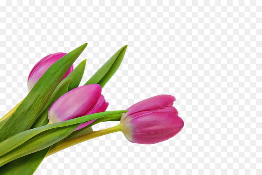 Flor，Tulipa PNG