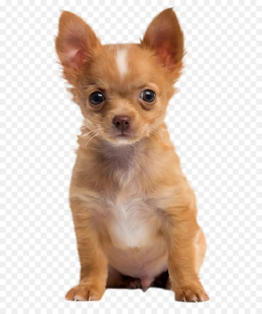 Cachorro，Filhote De Cachorro PNG