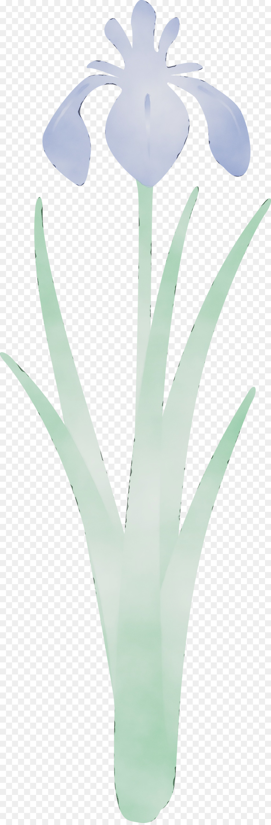 Planta，Flor PNG