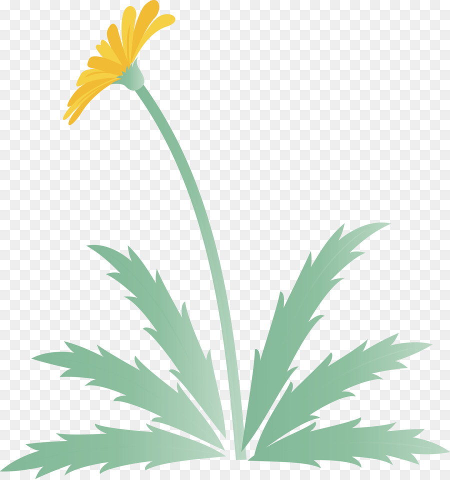 Dente De Leão，Flor PNG