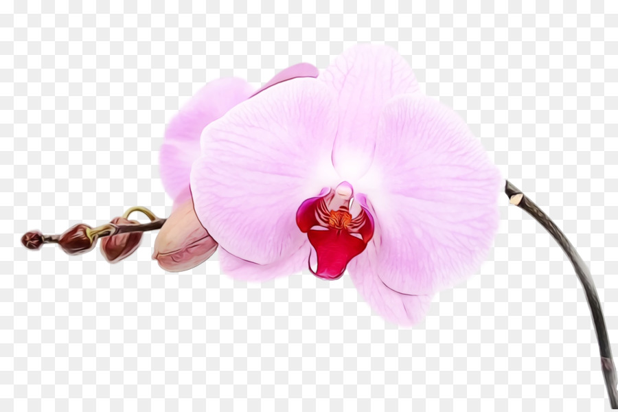 Orquídea Mariposa，Rosa PNG