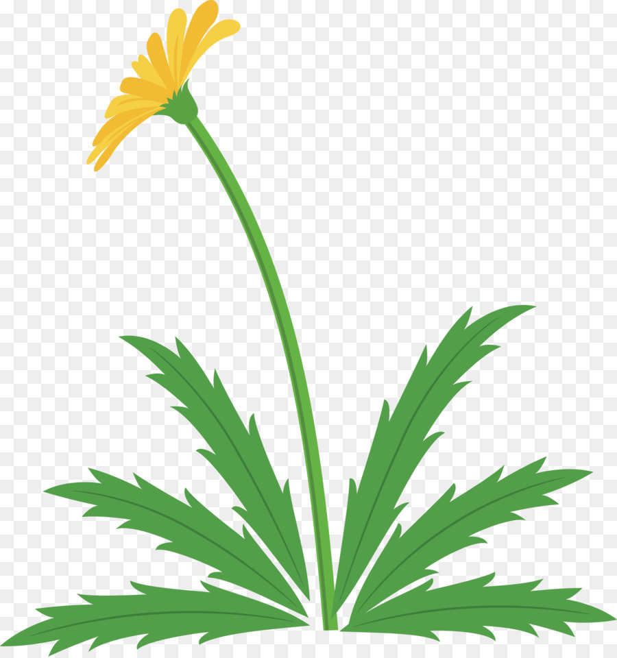 Dente De Leão，Flor PNG