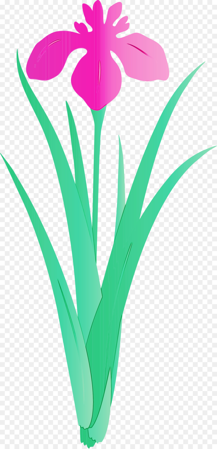 Flor，Planta PNG