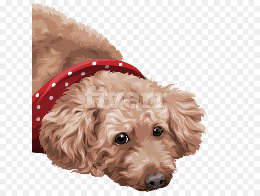 Cachorro，Poodle PNG