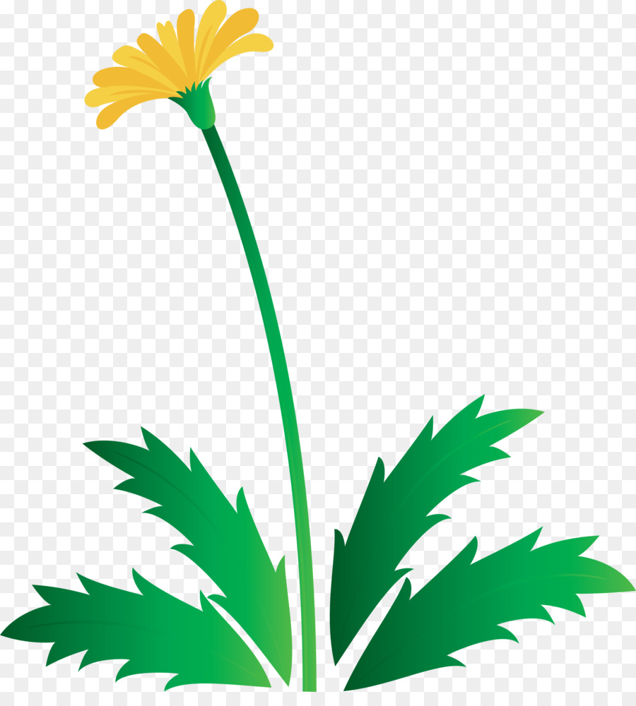 Dente De Leão，Flor PNG