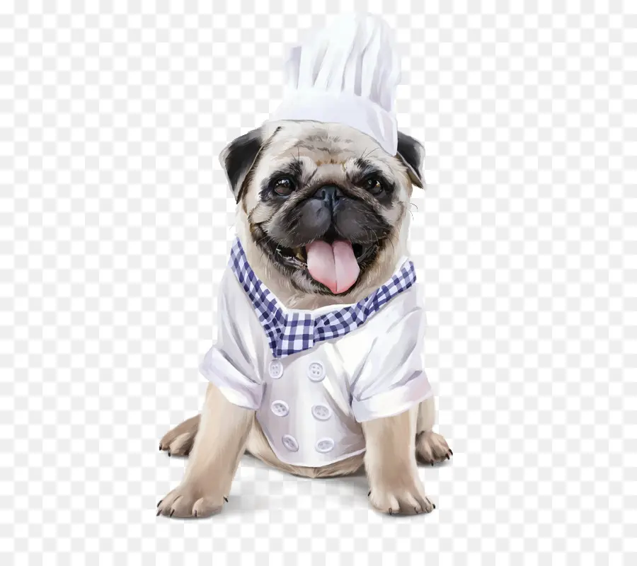 Pug Em Roupa De Chef，Cachorro PNG