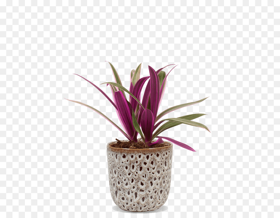 Flor，Flowerpot PNG