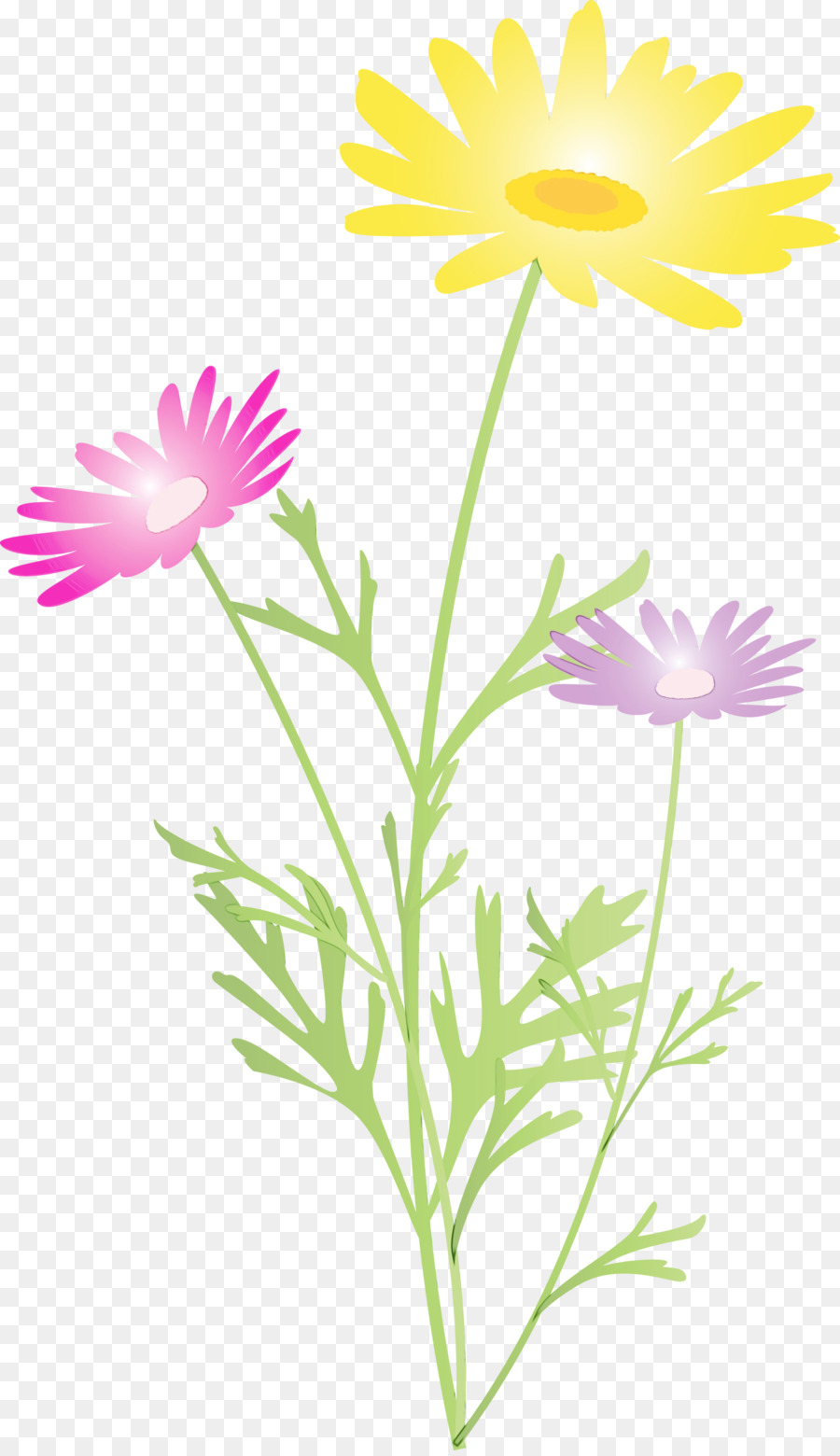 Flores Brancas，Natureza PNG