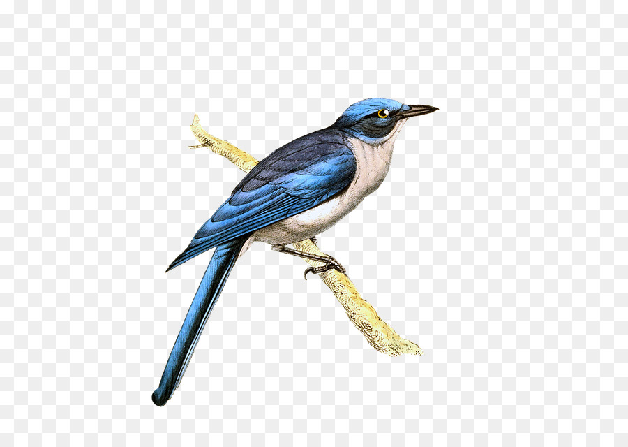 Aves，Bico PNG