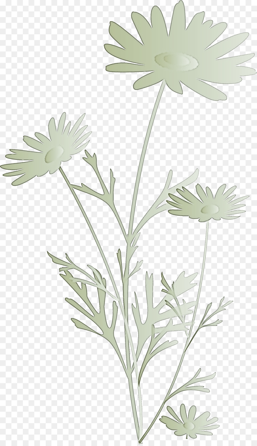 Flores Brancas，Natureza PNG