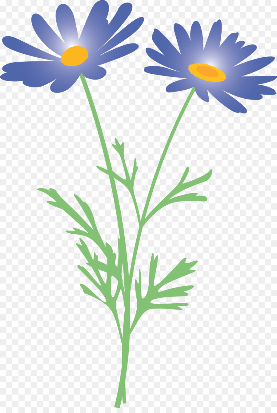Oxeye Daisy，Flor PNG