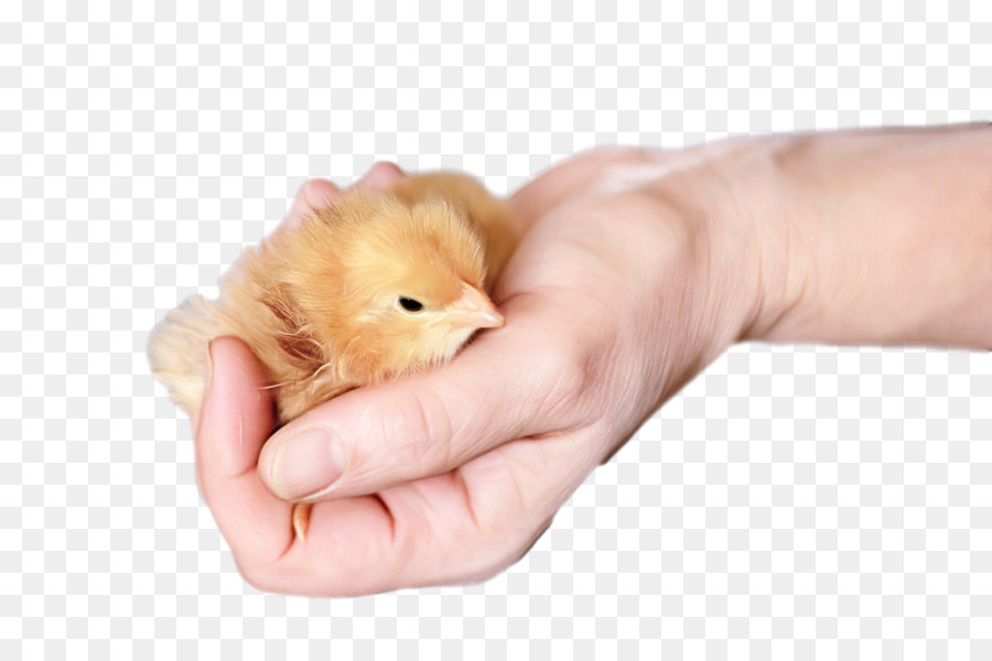 Hamster，Skin PNG