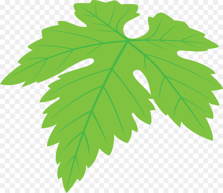 Folha，Planta PNG