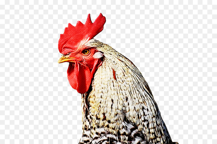 Frango，Galo PNG