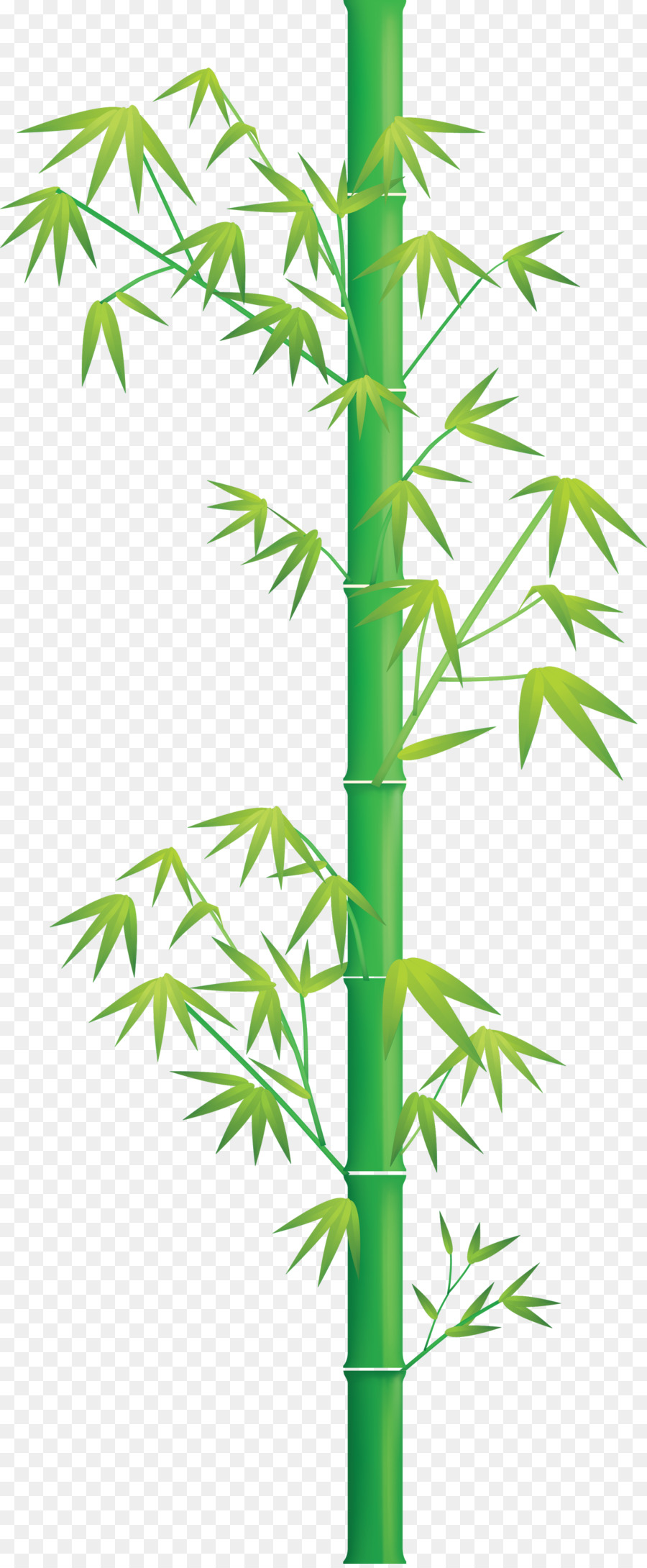 Bambu，Folha PNG