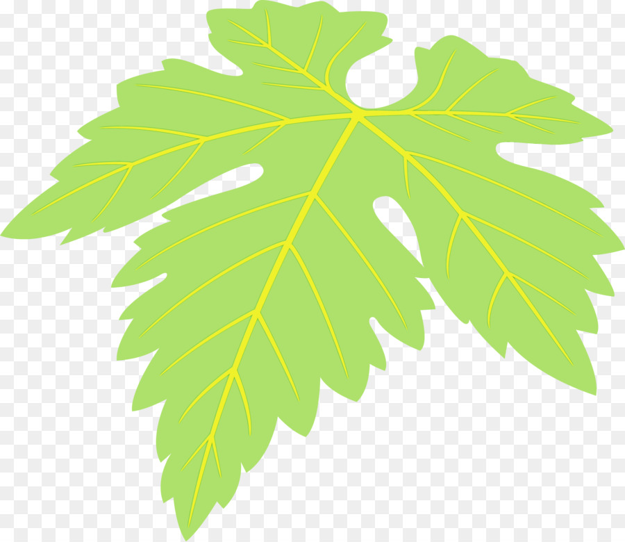 Folha，Planta PNG