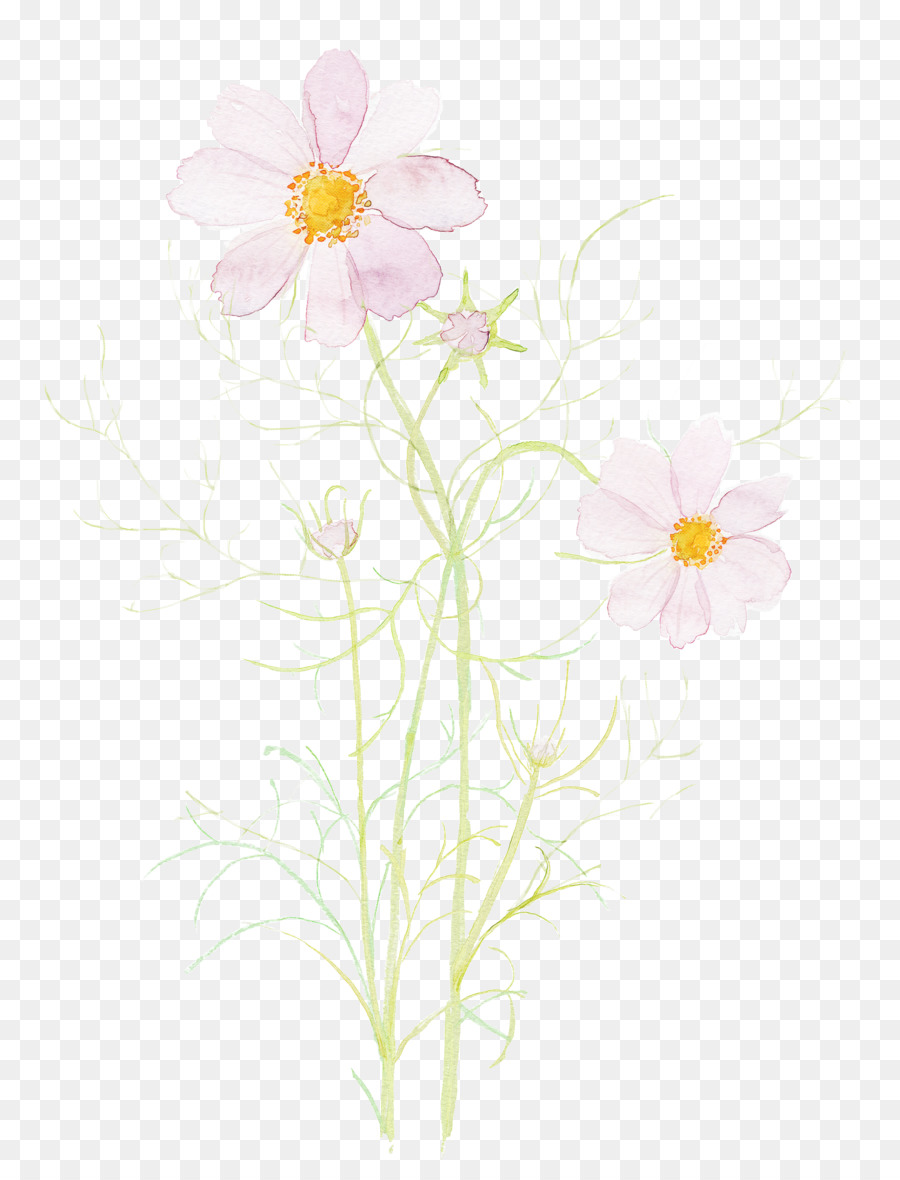 Flor，Florescer PNG