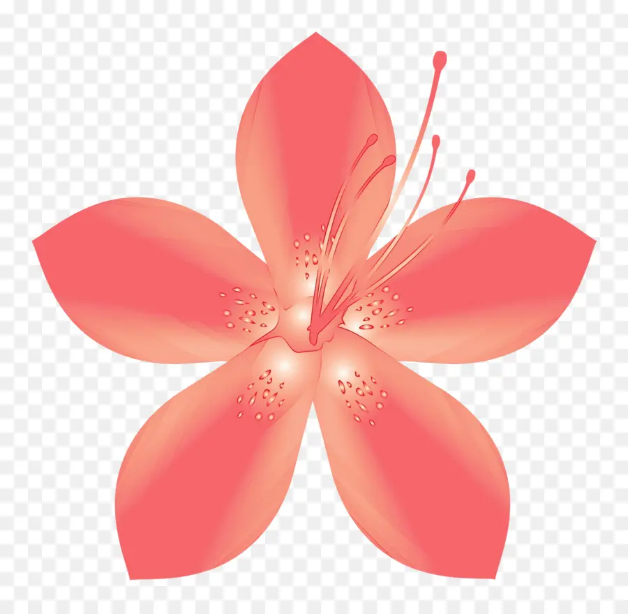 Flor Rosa，Florescer PNG