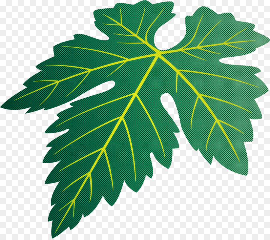 Folha，Planta PNG