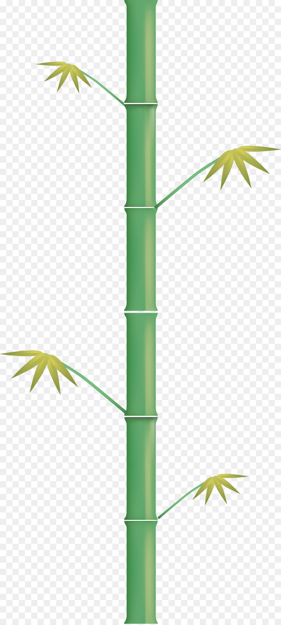 Bambu，Folha PNG